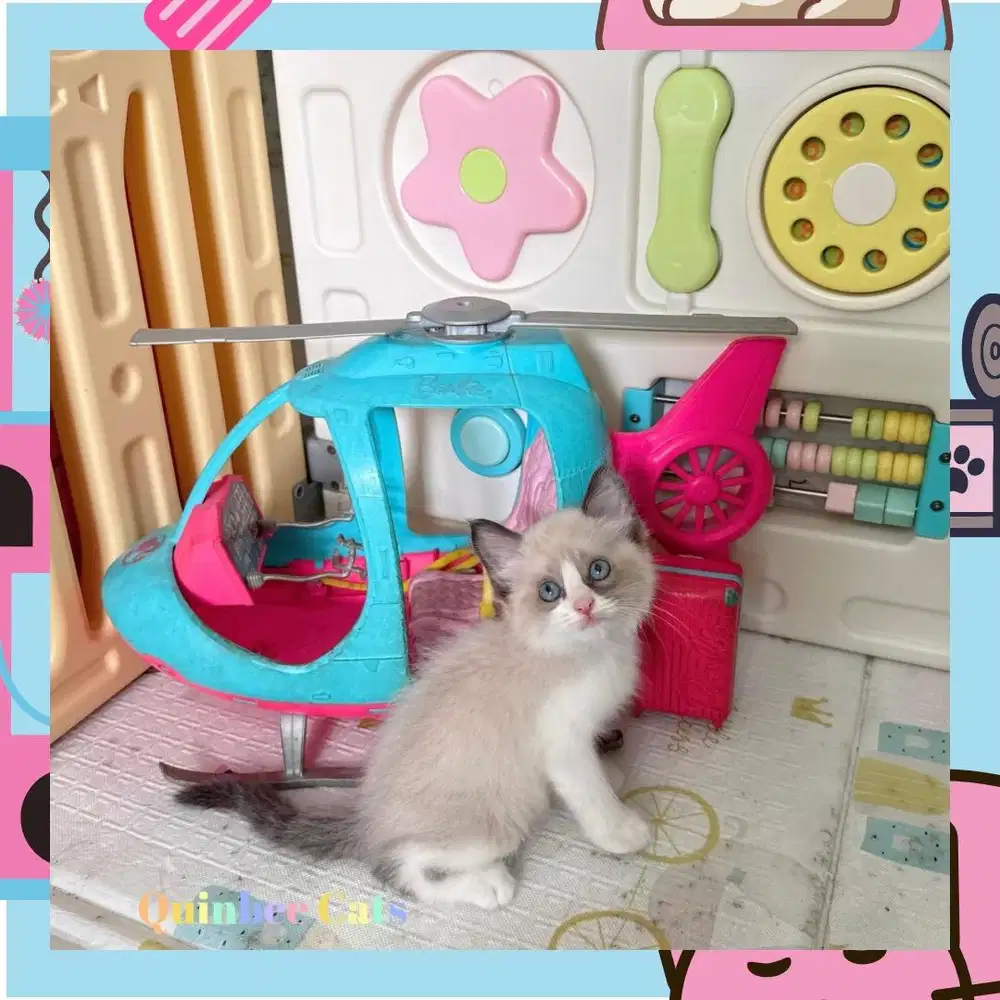 Kucing Ragdoll seal bicolor jantan mata biru