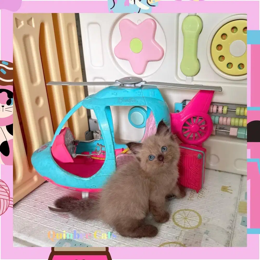 Kucing Himalaya Seal Point Jantan Cinnamon