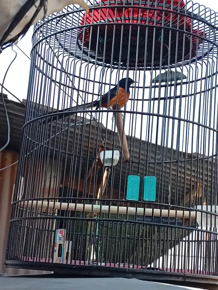 Seri f selesai mabung ke 2