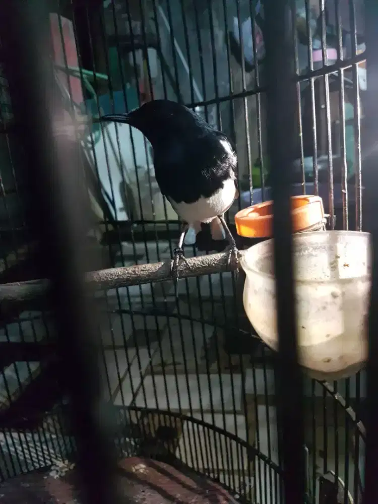 Kacer diri anakan pake ring jinak