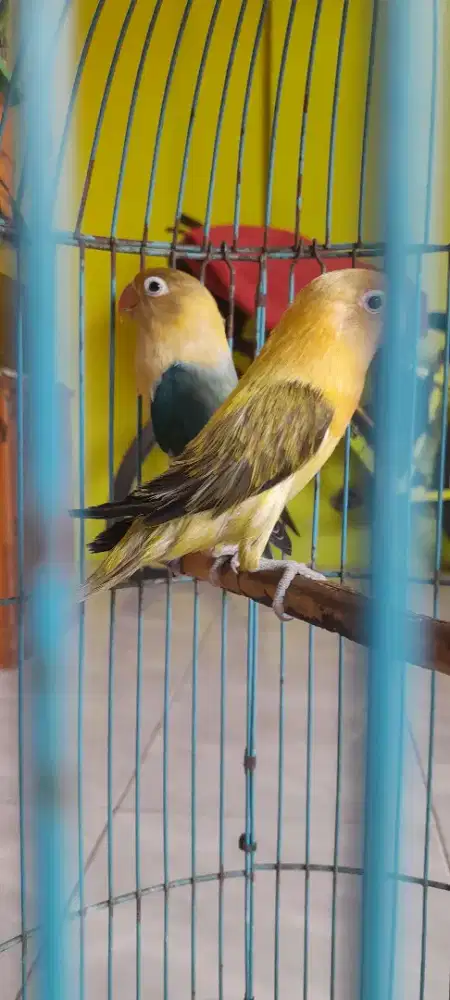 Lovebird sepasang produksi  Biola Pb ewuing x Biola pb blue