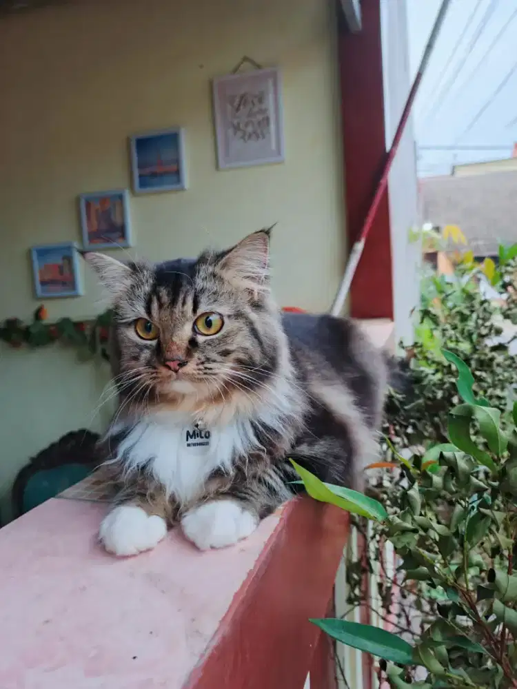 Dijual Kucing Persia Jantan