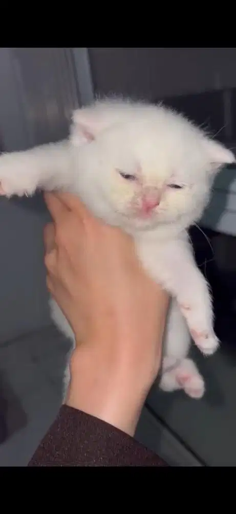 Kucing bsh british short hair