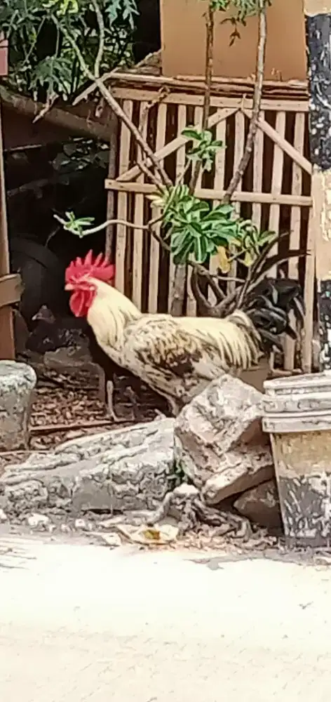 Ayam kanpung sepasang udah pernah produksi
