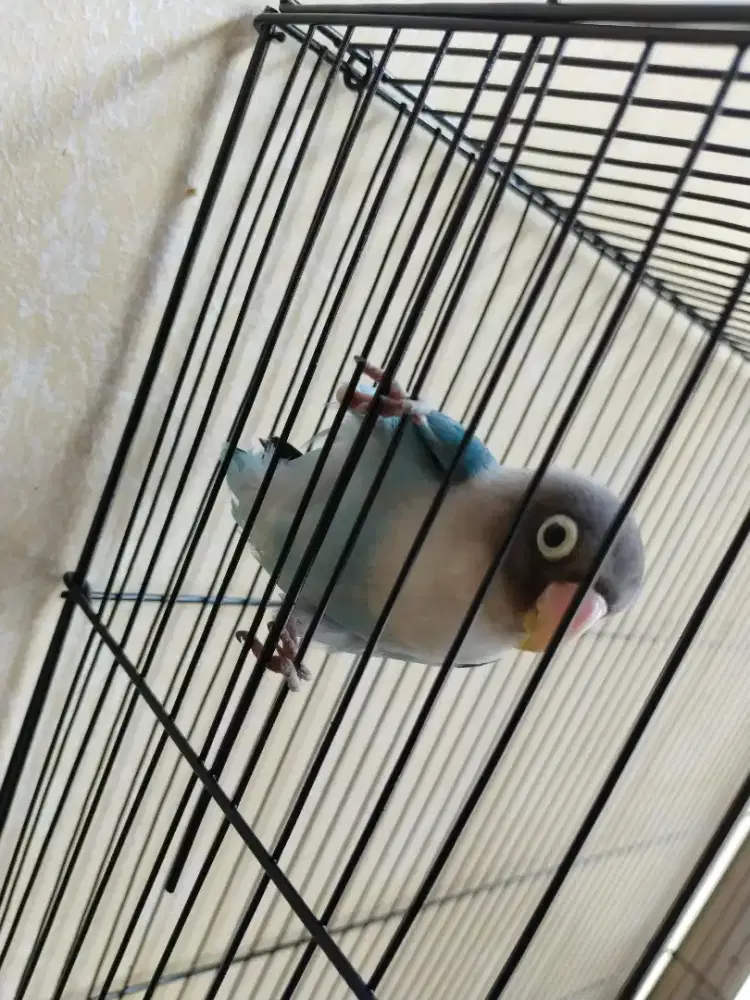 Lovebird jantan semuanya ada dua ekor