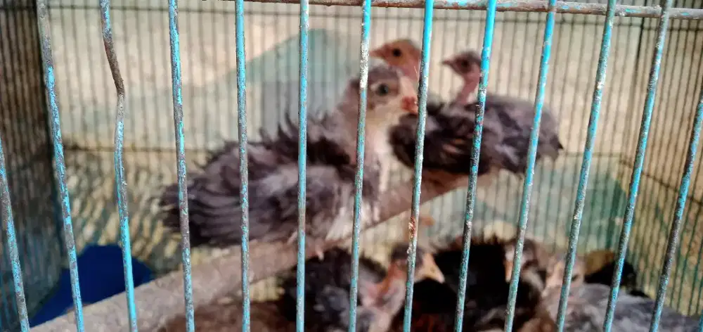 Anakan ayam silangan poland & kampung walik