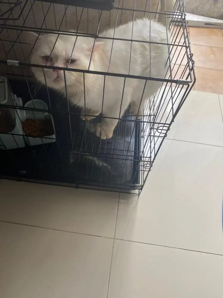 Kucing British Short Hair Jantan