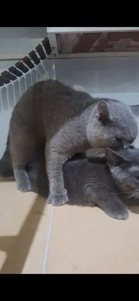 Penjantan british shorthair bsh 3 tahun jago kimpoy