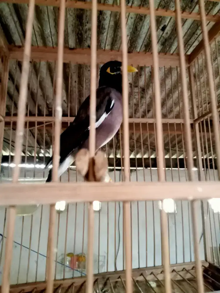 Jalak Nias bunyi