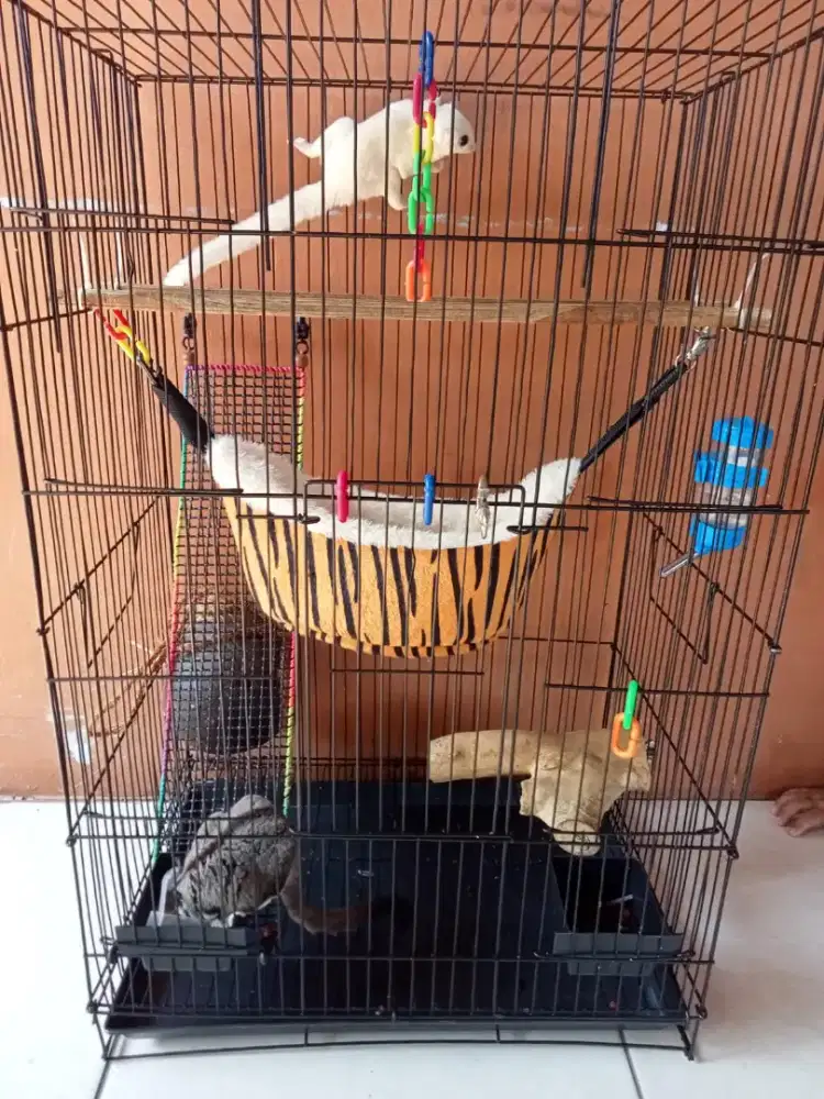 sugar glider 1 pasang putih loucistic sama classic grey
