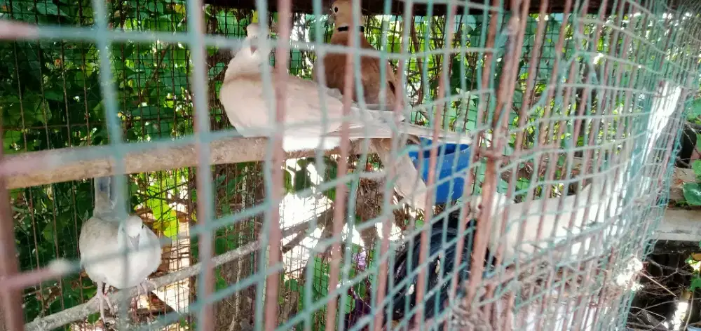 Burung puter anakan sepasang satu tetasan