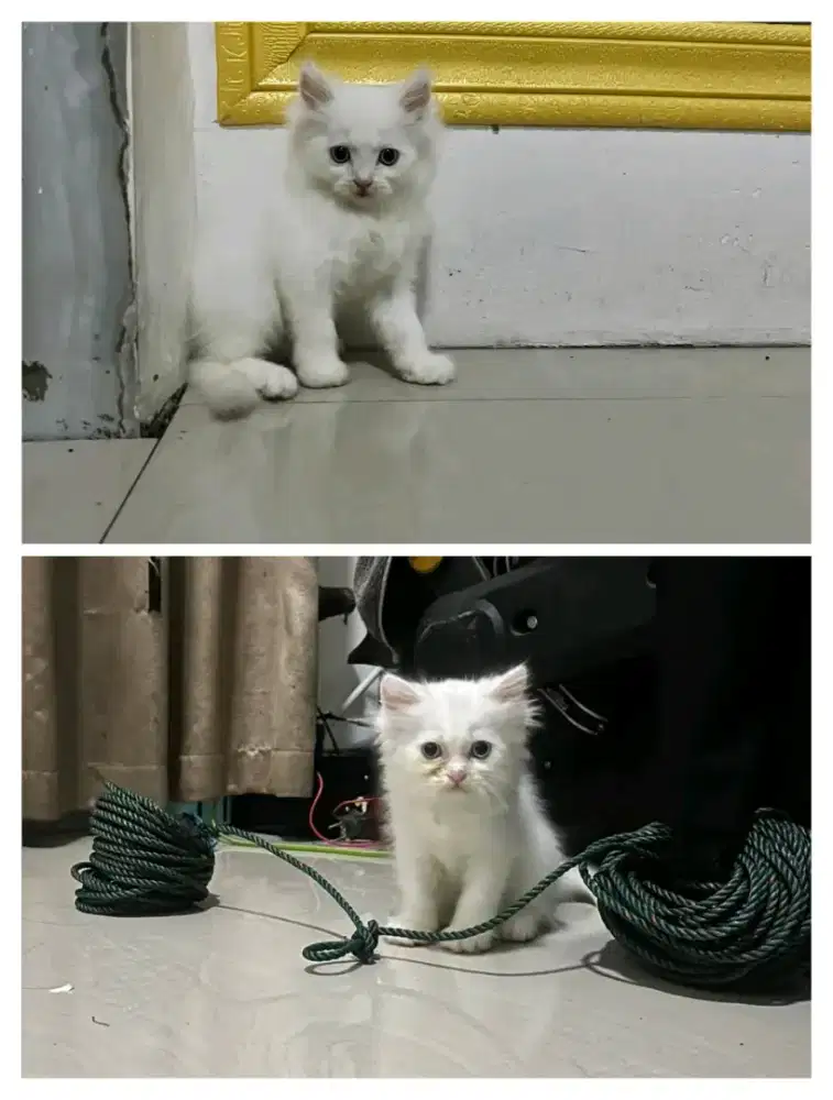 Kitten Persia flatnose anak Kucing putih jantan