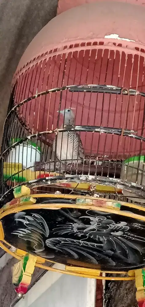 BURUNG PERKUTUT LOKAL JANTAN UMUR SATU TAHUN LEBIH