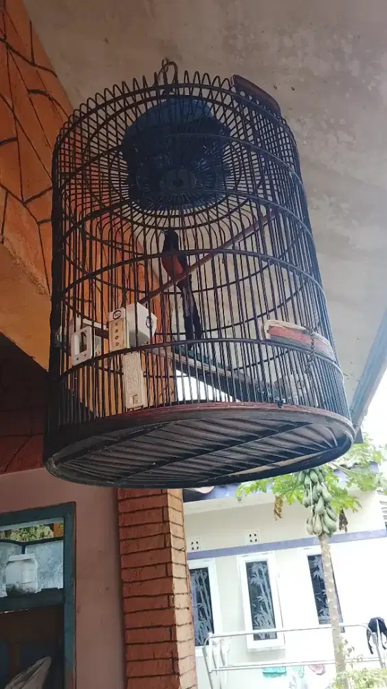 Dijual burung murai