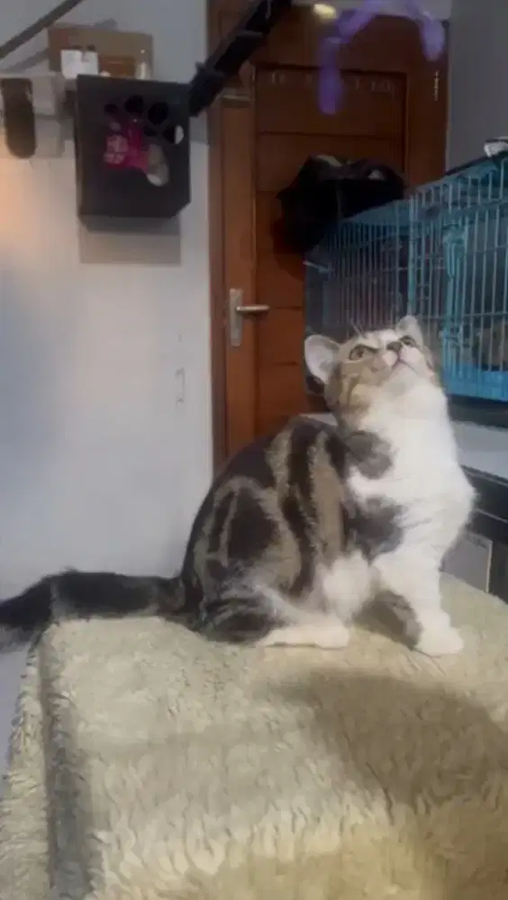 kucing minchkin betina 7bln