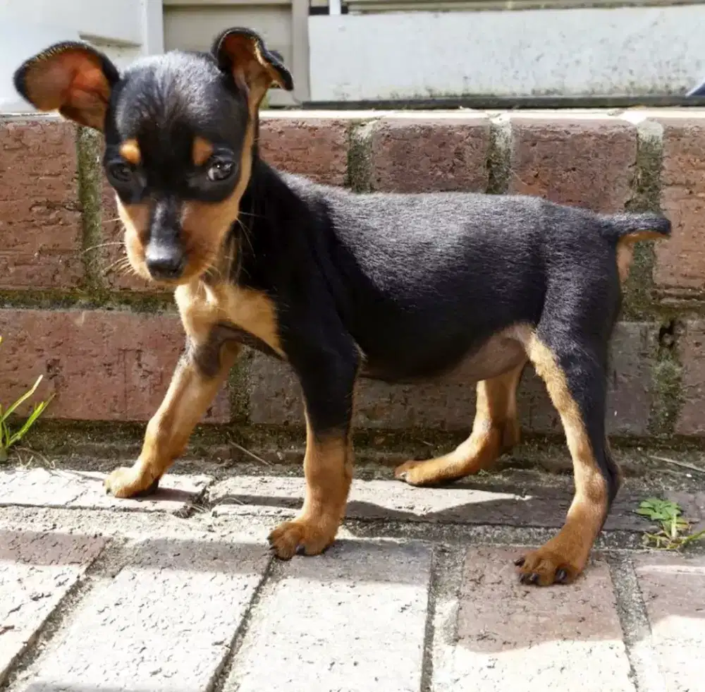 DIJUAL ANJING MINI PINCHER