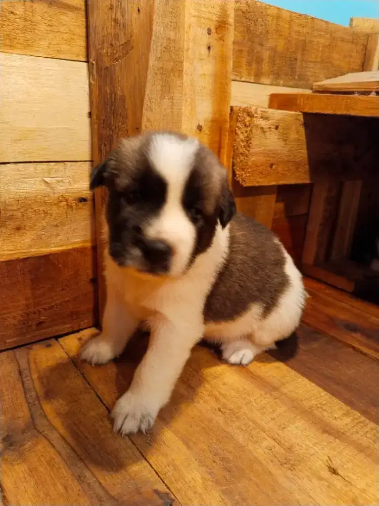 Anjing Kintamani