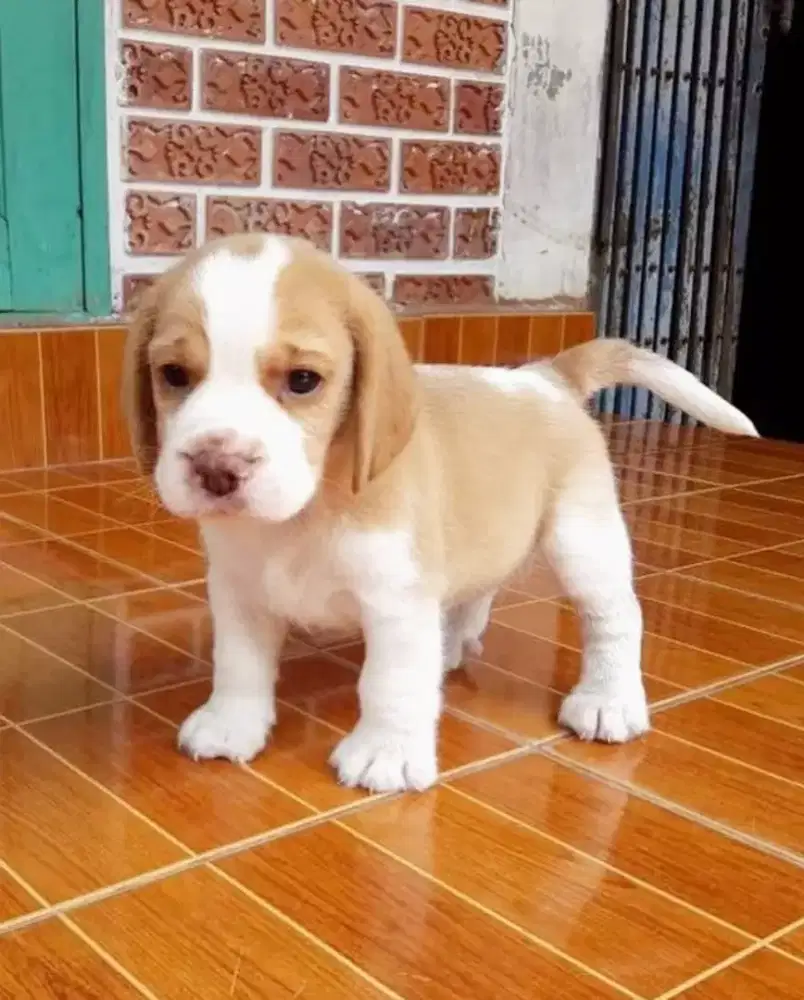 DIJUAL ANJING BEAGLE LEMON