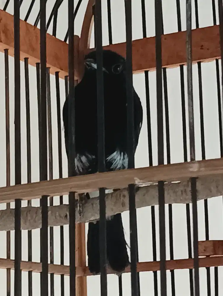 Burung Decu rawatan
