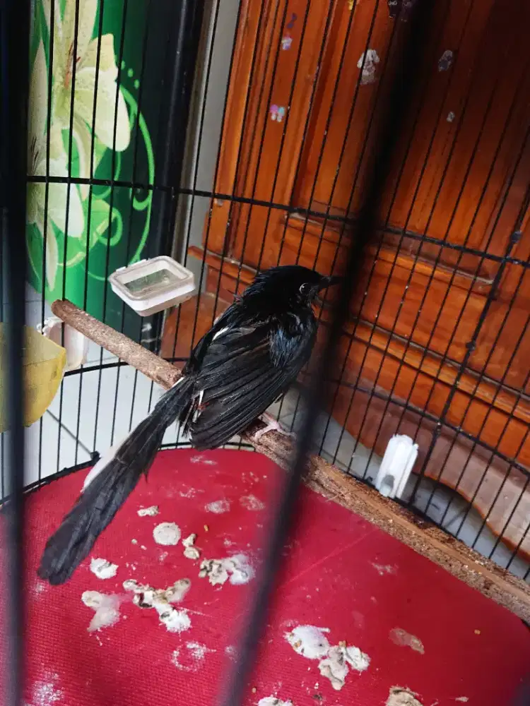 Murai borneo bunyi mulus fs
