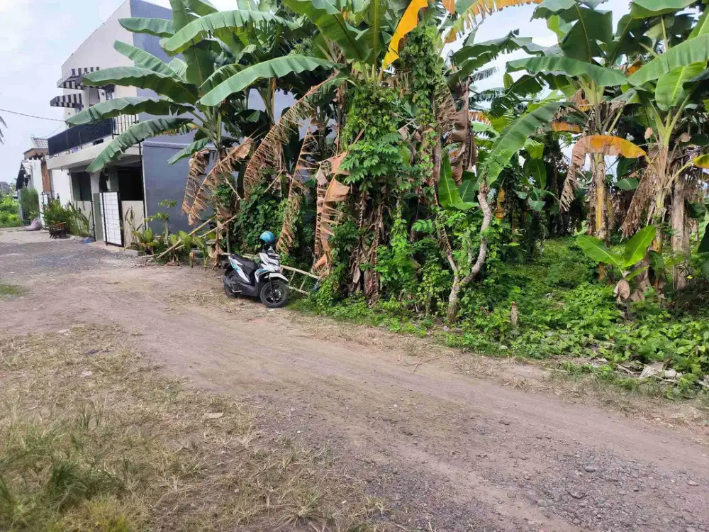 Tanah luas 317 M² Tukangkayu Banyuwangi kota