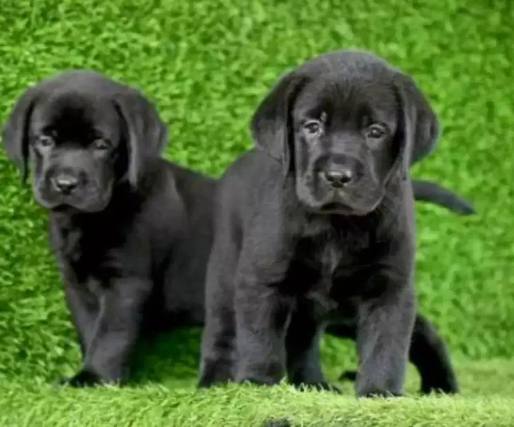 DIJUAL ANJING LABRADOR RETRIEVER