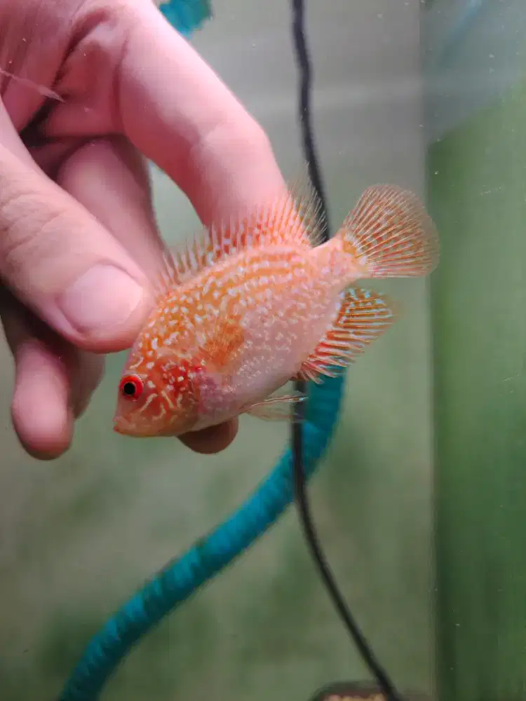 ikan lohan gb cencu goldenbase 4cm warna enteng mutiara numbuh terus