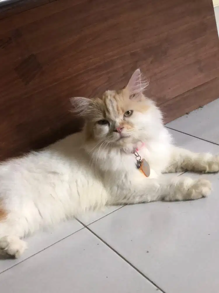 Kucing persia betina