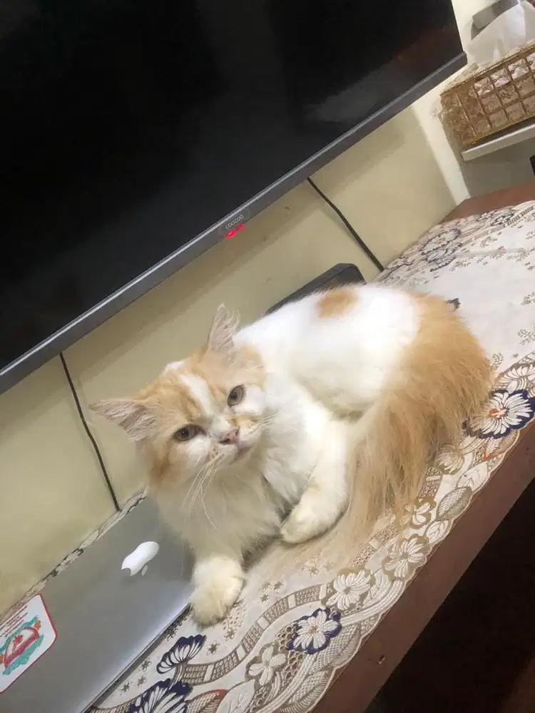 Kucing persia betina