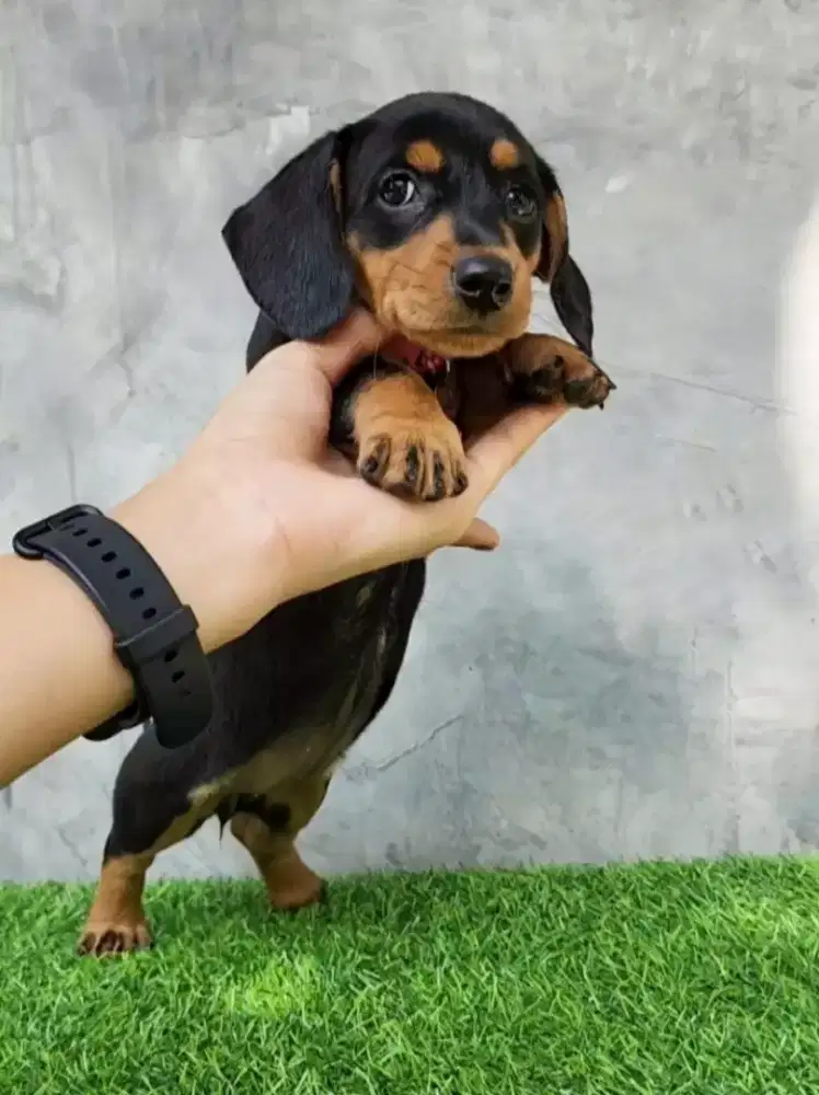 DIJUAL ANJING TEKEL DACHSHUND