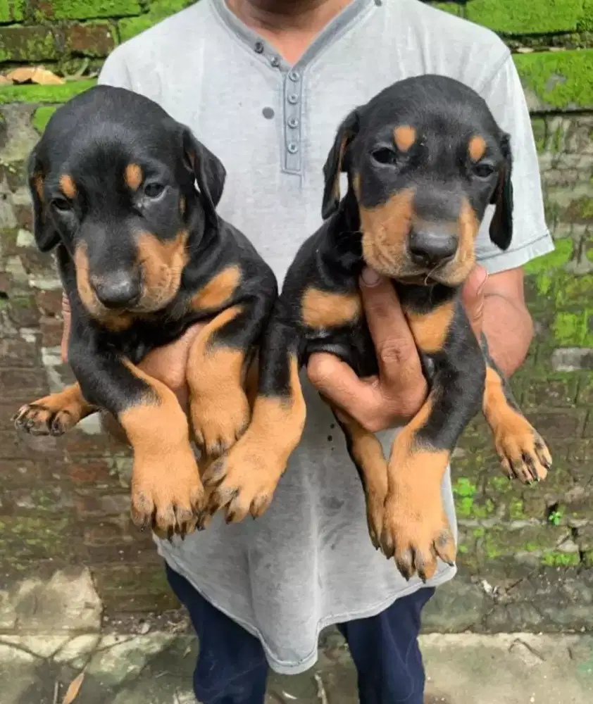 DIJUAL ANJING DOBERMAN