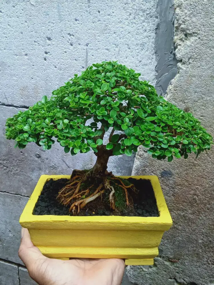 Bonsai Sancang The Max Mame