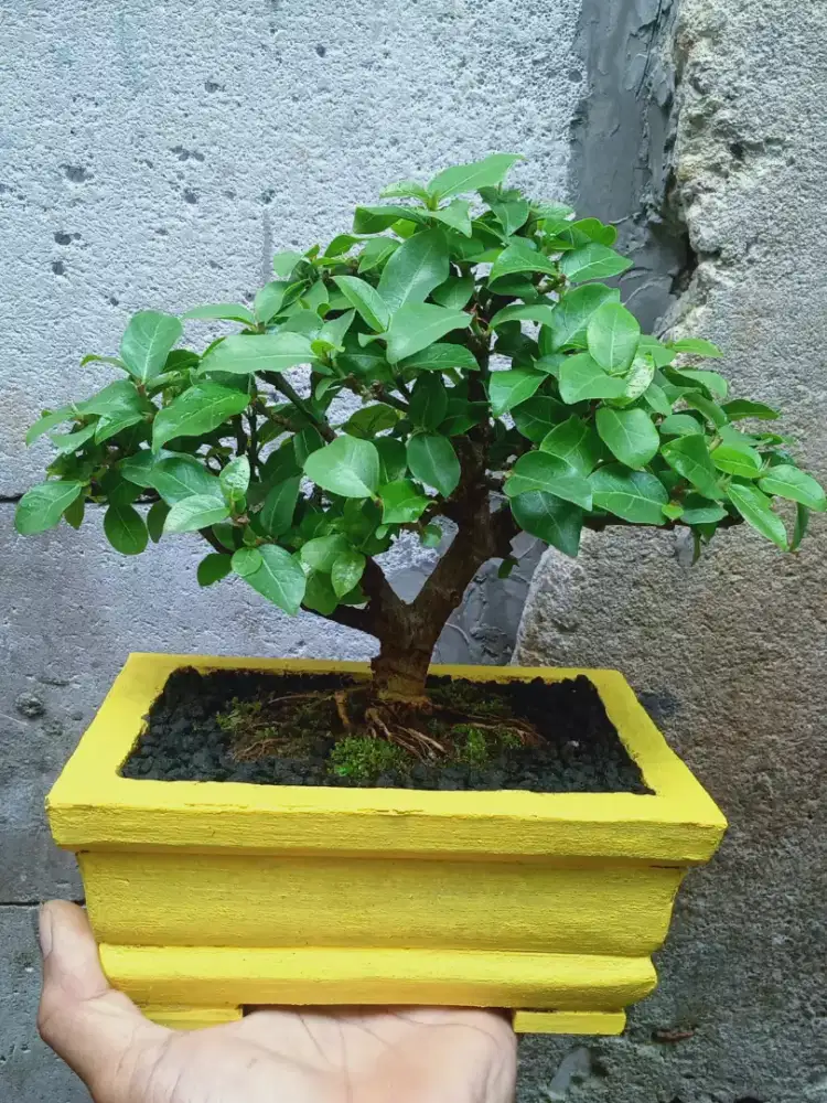 Bonsai Loa Ficus Racemosa The Max