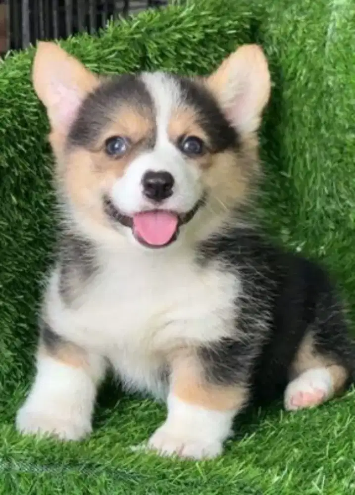 DIJUAL ANJING WELSH CORGI