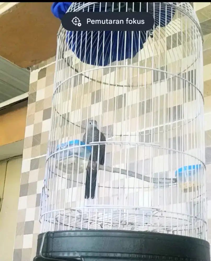 Perkutut cemani