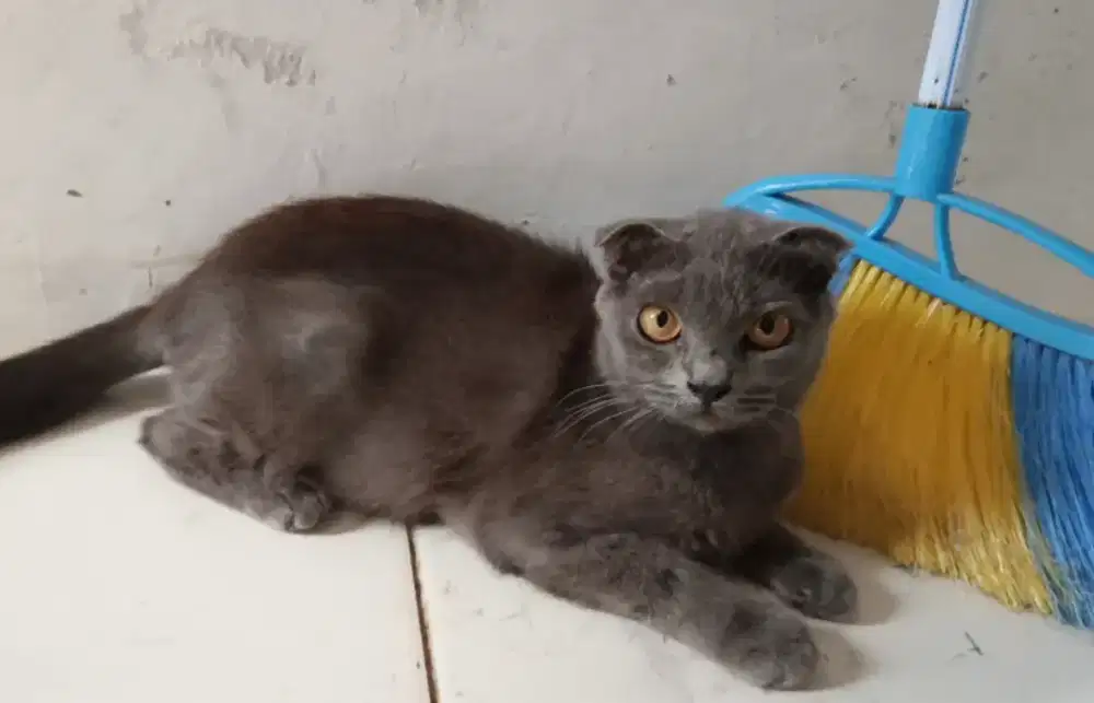 BSH SCOTTISH BETINA calon indukan