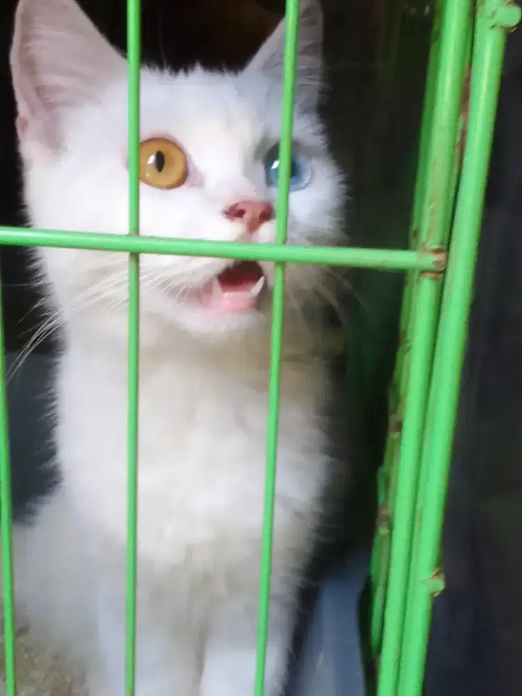 lepas adop kucing kesayangan,550.000rb sama kandangny