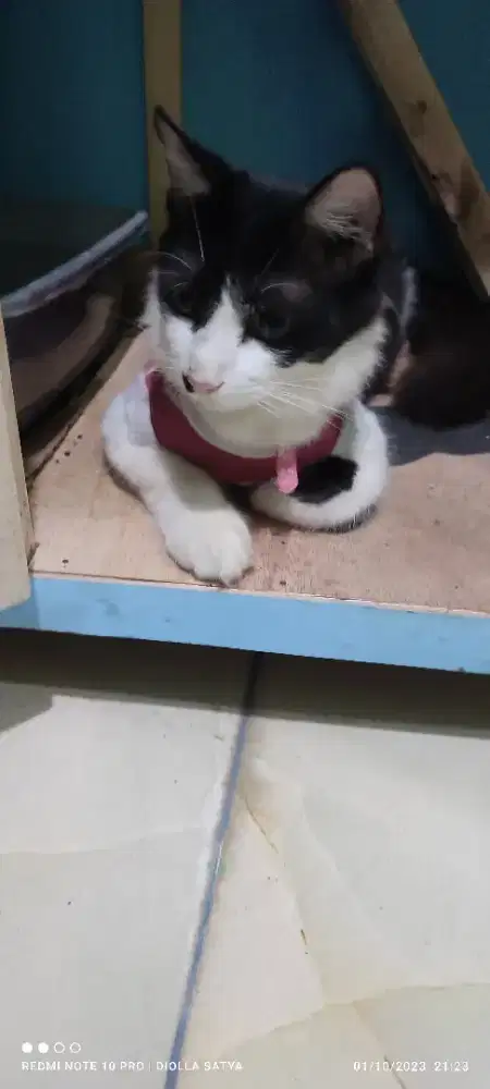 Abis ngelahirin kucing nya .Ganti pakan aja