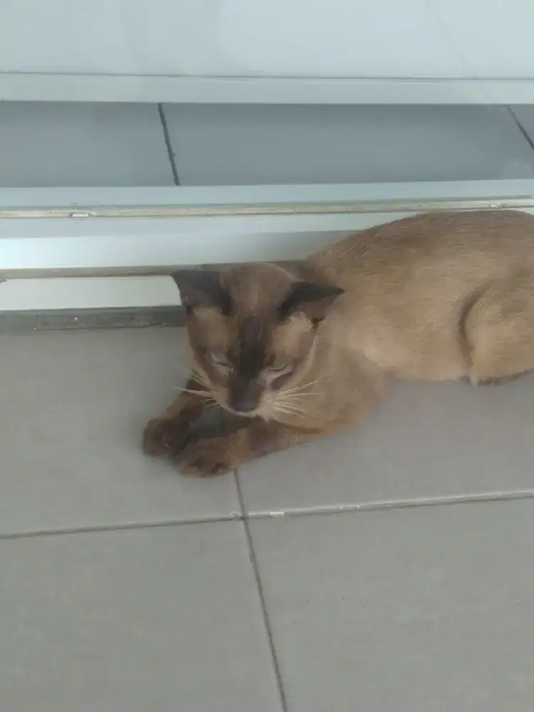 Dijual kucing siam coklat