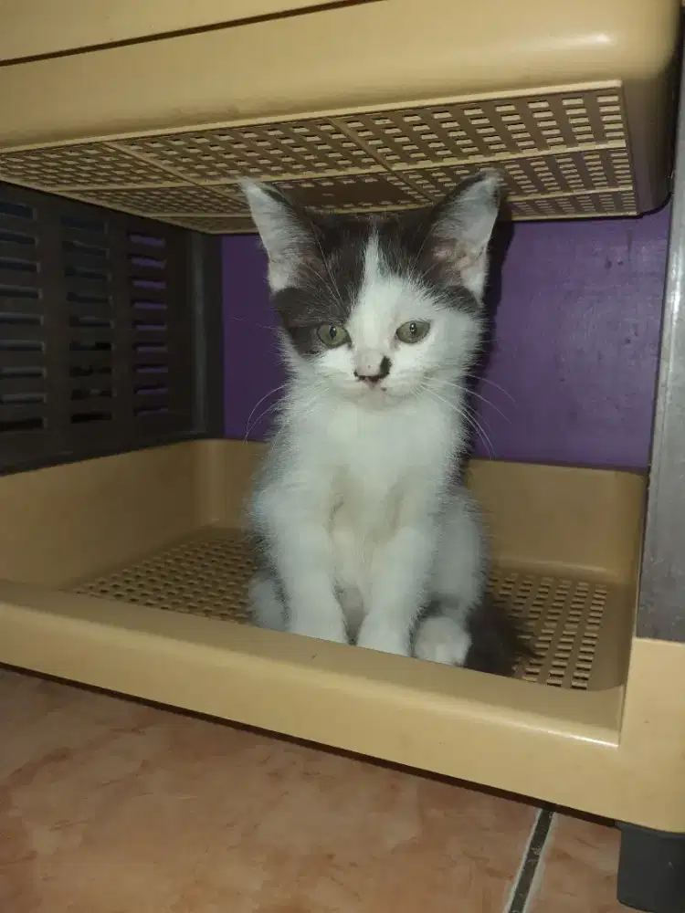 SAPI BETINA RAS MIXBREED BSH X RAGDOLL