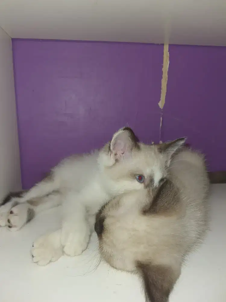 KUCING MIXBREED RAGDOLL DAN BSH