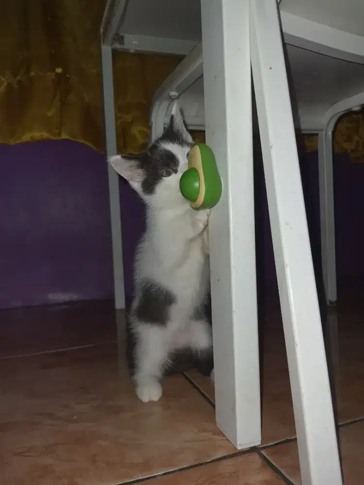RAGDOLL DAN BSH MIX BREED