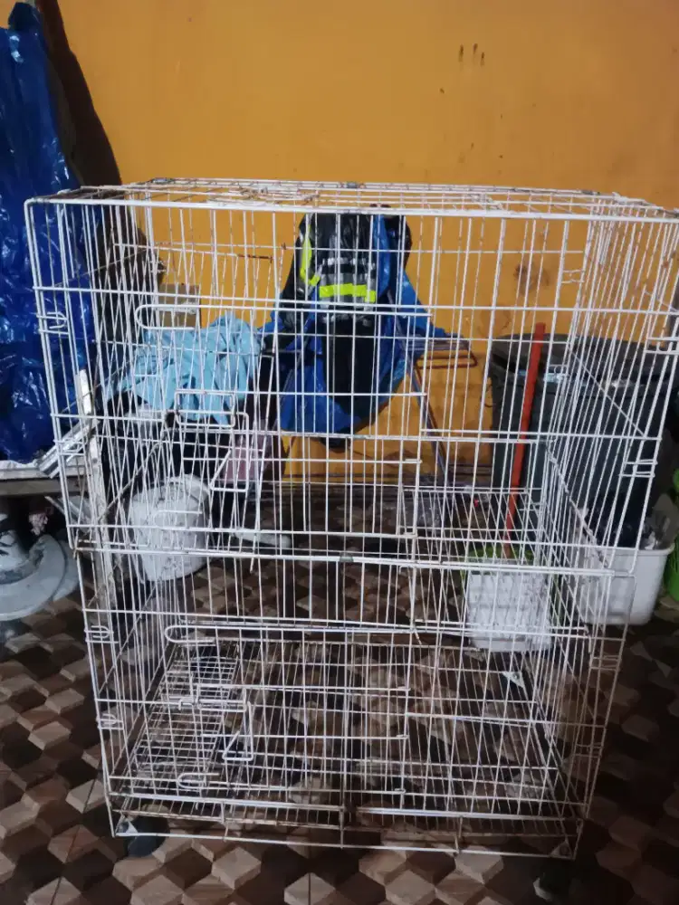 Kandang Kucing Besar
