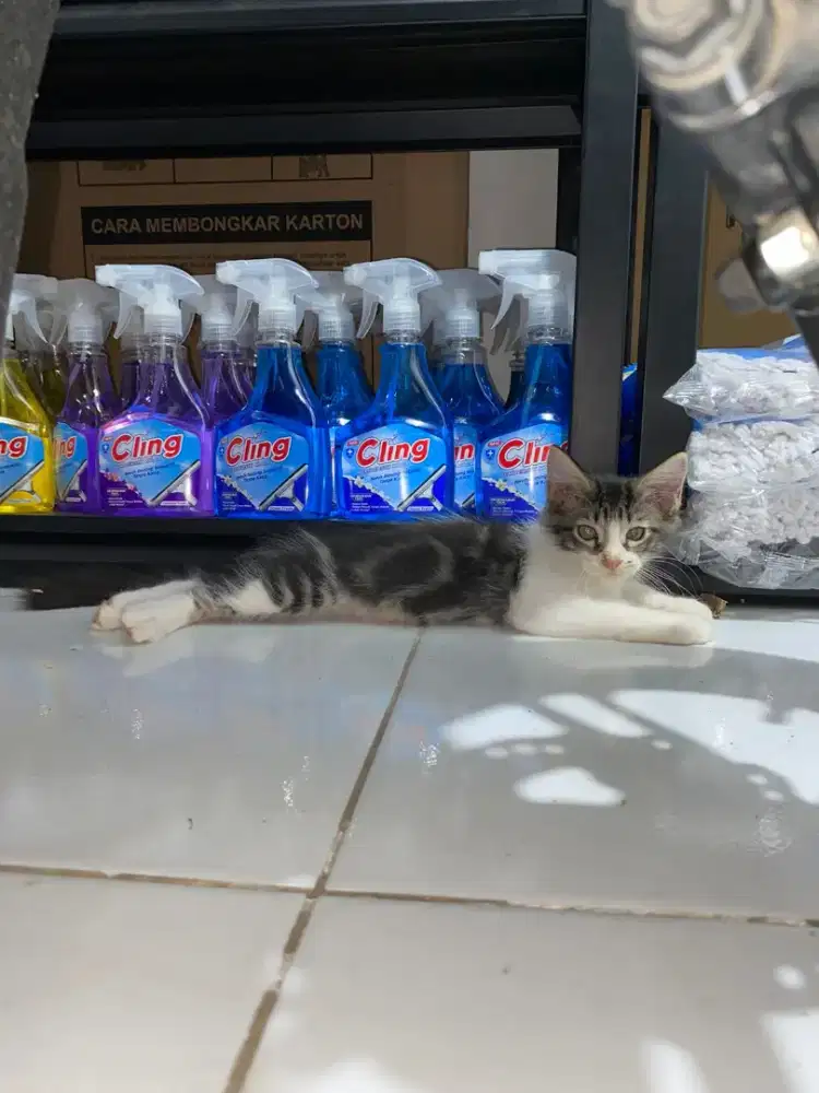 MINECOONE X PERSIA X BSH MIXBREED