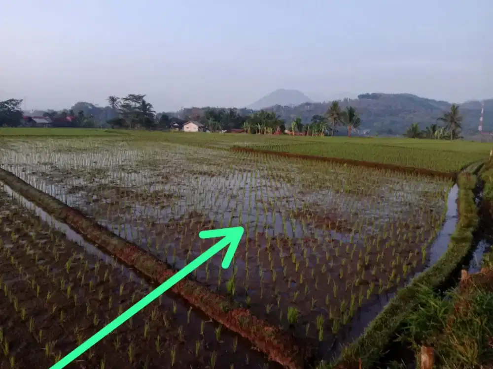 Tanah/sawah dijual harga nego
