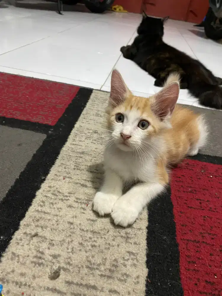 JANTAN RAS MIXBREED BSH X MAINCOONE X PERSIA