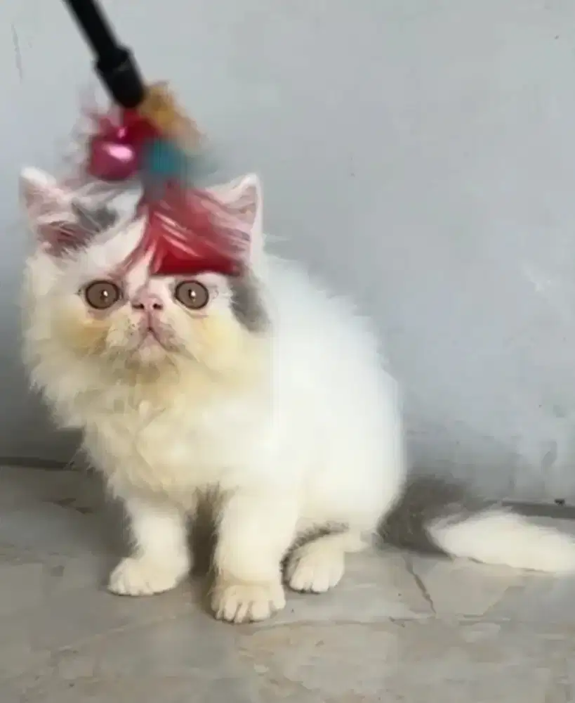 Kiten Peaknose Jantan
