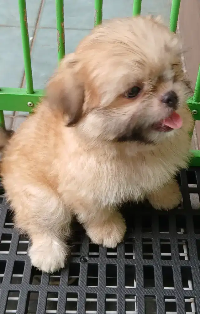 SEPASANG Shitzu Mix pom.