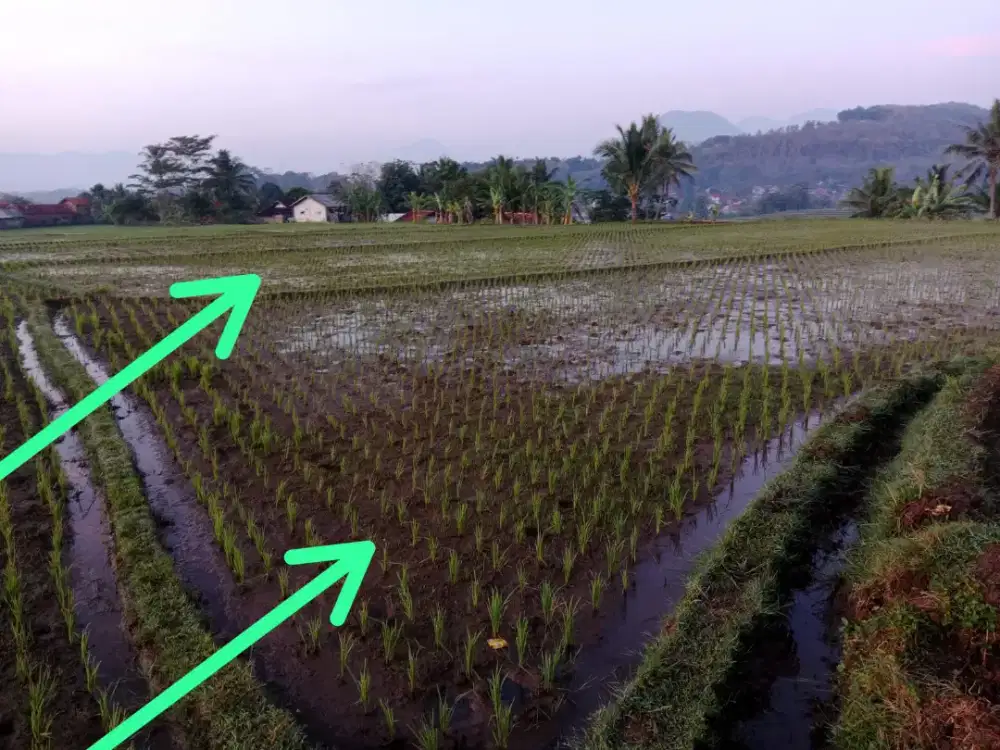 Tanah/sawah dijual 103