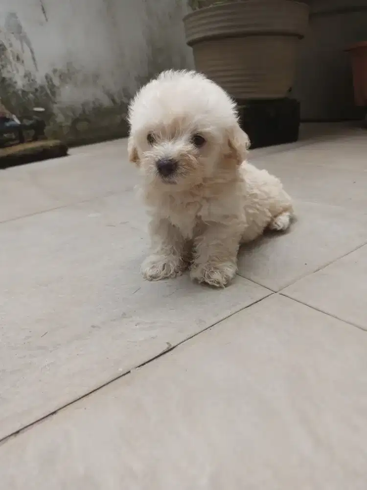 poodle jantan anakan